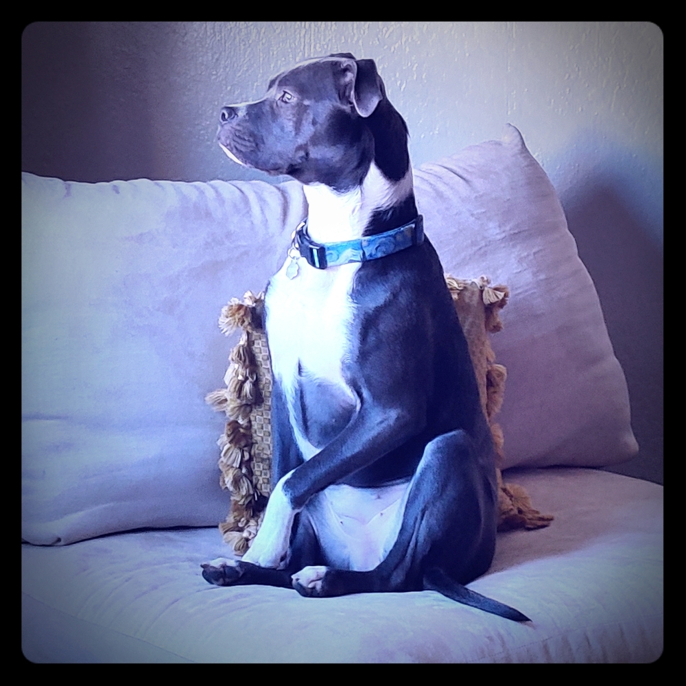 Meet your Posher, Cara